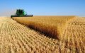 Drought Slashes Morocco's Cereal Harvest by 69%, Raising Food Security Concerns