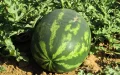 Drought-Stricken Moroccan City Bans Watermelon Farming to Conserve Water