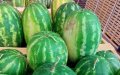 Drought-Stricken Morocco Faces Water Crisis as Watermelon Farming Continues in Zagora