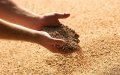 Drought-Stricken Morocco Imports 1 Million Tons of French Wheat, More Expected