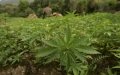 Drought Threatens Morocco's Cannabis Crops, Farmers Seek Government Aid