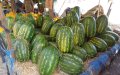 Drought Threatens Morocco's Watermelon Industry Amid Water Restrictions