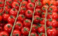 Drug Bust: Over 200 Kilos of Moroccan Cannabis Hidden in Tomato Shipment to UK