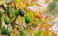 Drug Cartels Exploit Avocado Boom in Morocco for Money Laundering