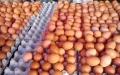 Egg Prices Soar in Morocco, Sparking Concerns Ahead of Ramadan