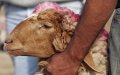 Eid Al Adha: Expert Tips for Safe Meat Storage During Heatwave