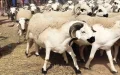 Eid Al-Adha 2026 Date Morocco Moon Sighting Sunday