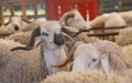 Eid al-Adha 2026: The Moroccan government delivers its verdict on the sacrifice