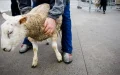 Eid al-Adha Belgium Police Seize Sheep Home Slaughter