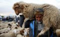 Eid Al-Adha: Health Experts Urge Safe Practices and Dietary Caution Amid Pandemic