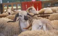 Eid al-Adha Morocco livestock prices inflation crisis