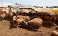 Eid al-Adha Morocco: Sheep Prices Soar, Families Struggle