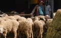 Eid al-Adha Morocco suspension risk livestock prices crisis