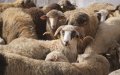 Eid al-Adha Sheep Markets in Morocco: Buyers Warned of Scam Tactics