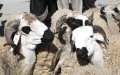 Eid al-Adha Sheep Market Struggles as City Closures Impact Breeders and Buyers
