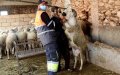 Eid Al-Adha: Sheep Prices in Morocco Range from 2,000 to 4,200 Dirhams