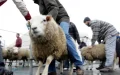 Eid ritual slaughter Belgium Brussels ban controversy 2025