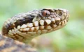 Elderly Woman Survives Deadly Snake Bite in Southern Morocco After Swift Medical Response