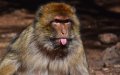 Endangered Barbary Macaques in Morocco Face Crisis After Wildfires, Conservation Efforts Seek Donations