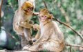 Endangered Barbary Macaques Threatened by Morocco's Forest Fires