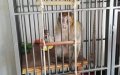 Endangered Moroccan Macaque Seized from Illegal Owner in Belgium