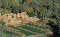 Environmentalists Decry Mass Palm Tree Removal in Southern Morocco