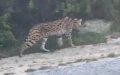 Escaped Serval Reunited with Owner After Two-Week Search in Tangier