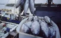 EU-Morocco Fisheries Agreement Set to Expire, Renewal Uncertain
