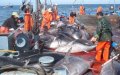 EU-Morocco Fishing Deal Allows Spanish Vessels to Return to Moroccan Waters