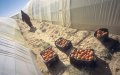 EU-Morocco Trade Deal Sparks Sahara Sovereignty Storm