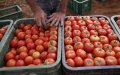 European Tomato Industry Struggles as Moroccan Exports Surge