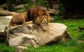 Extinct Atlas Lion Allegedly Spotted in Moroccan Village, Sparking Investigation