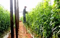 Extreme Heat Wave Devastates Morocco's Agriculture, Threatening Economy