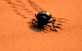 Extreme Heat Wave Hits Morocco: Temperatures to Soar to 42°C (107°F) in Multiple Regions