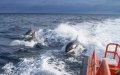 False Orca Attack Videos Spark Panic in Northern Morocco