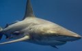 False Shark Sighting in Agadir: Local Association Debunks Viral Videos