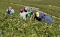 Father-Son Duo on Trial for Human Trafficking in Bordeaux Vineyards