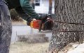 Fez Residents Protest Tree Removal for Boulevard Renovation Project