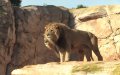 Financial Dispute Delays Opening of Casablanca's New Zoo