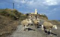 Foot-and-Mouth Disease Outbreak Confirmed in Morocco's Fquih Ben Salah Region