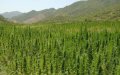 Former Moroccan Minister Accuses Ex-PM of Blocking Cannabis Legalization