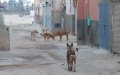 Former Moroccan Minister Seeks Action After Stray Dog Attack in Tangier