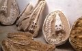 Fossil Smuggling Ring Exposed in Morocco's Sahara Desert