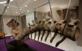 Fossil Trafficking: Morocco's $50 Million Dinosaur Black Market Exposed