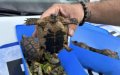 France: a Moroccan from Belgium arrested for trafficking rare animals