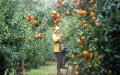 France and Morocco Sign Agreement to Boost Seasonal Farm Worker Recruitment