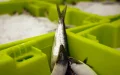 France Sardine Shortage: Morocco Export Ban Sparks Supply Crisis