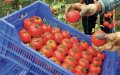 France Seeks EU Review of Moroccan Tomato Import Prices