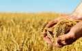 France Set to Export 300,000 Tons of Wheat to Morocco Amid Price Advantage