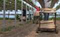 France Streamlines Process for Hiring Moroccan Seasonal Farm Workers